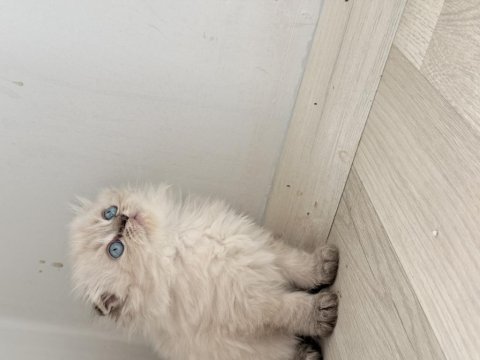 British longhair şekerler yeni yuvalarına hazır