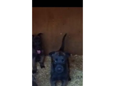 Malinois rengı hırsı akıllıkları soz konusu bıle degıl