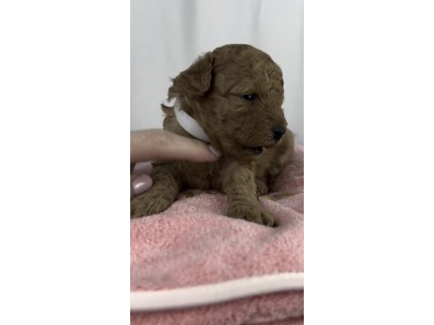 Toy poodle yavrumuz