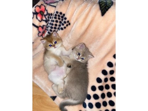 British shorthair golden yavrular
