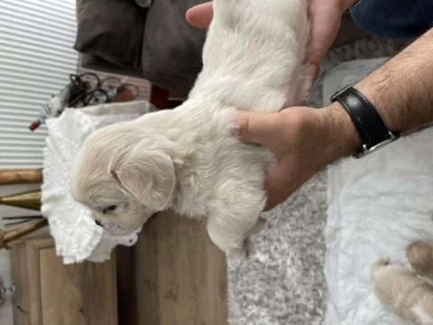 Minik pamuk pekinezler