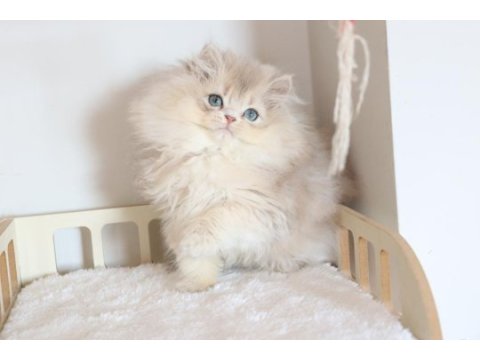 Safkan ay11 pofuduk british longhair