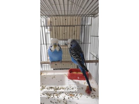 Show jumbo çift kuştur