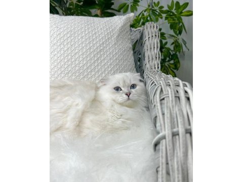 Özel scottish fold longhair erkek