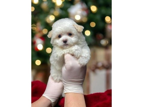 Teacup maltipoo son dişi yavrumuz