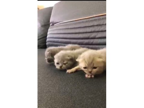British shorthair yavru bebekler
