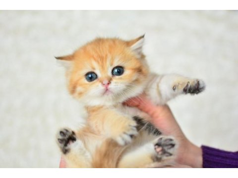 Şampiyonluk güzelliğinde ny11 golden british shorthair