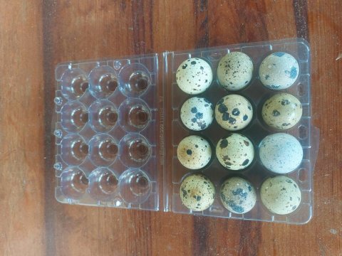 Kuluçkalık bıldırcın yumurta teksas japon karışık