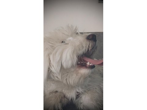 Terrier 1 yaşında eğitimli