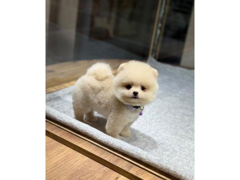 Sağlık ve ırk garantili pomeranian köpeği