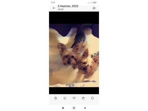 Bakımlı yorkshire terrier dişiler