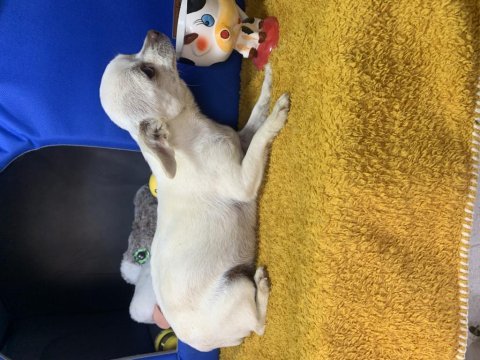İki yaşında köpeğimiz beyaz mele
