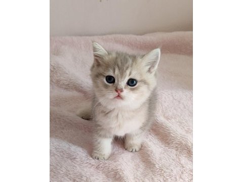 Safkan british shorthair