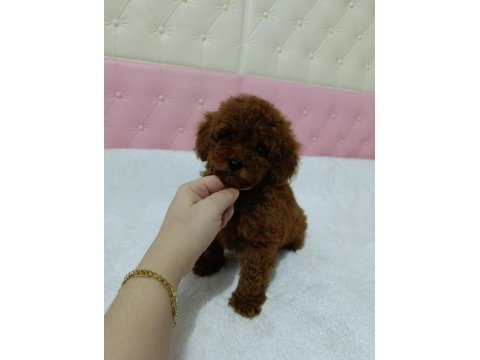 Kore kan poodle bebekler
