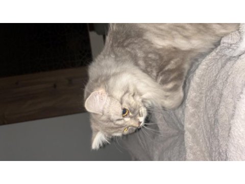 Chinchilla bir yaşında dişi