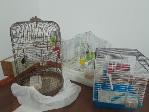 Muhabbet kuşu