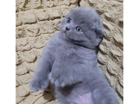 Top kafa scottish fold