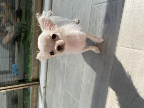 Dişi chihuahua beyaz yavru