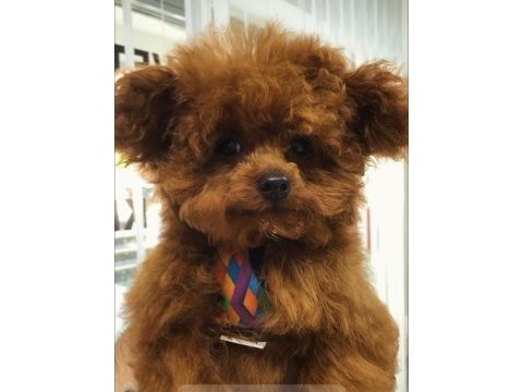 8 aylık dişi poodle 1.700 gram