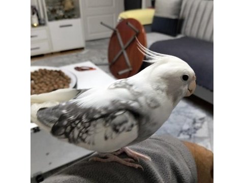 7 aylık erkek sultan papağanı