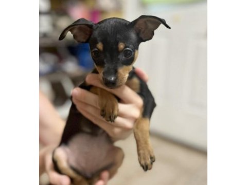 Satılık minyatür pinscher köpekler