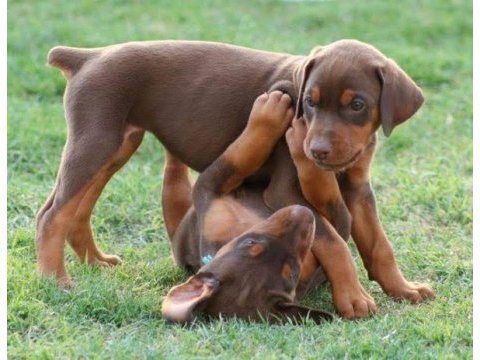 %100 orjinal doberman yavrular kredi kartı geçerlidir