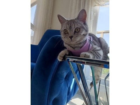 British shorthair silver tabby dişi yavru