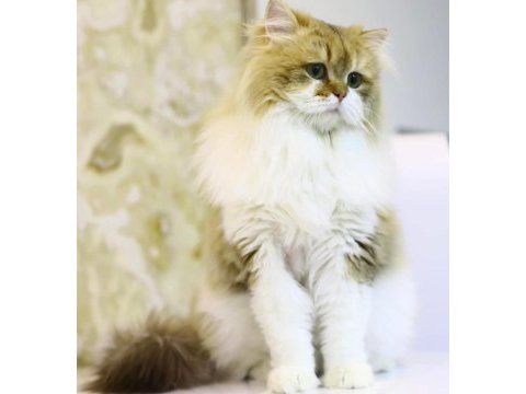 Ücretsiz kısır british longhair