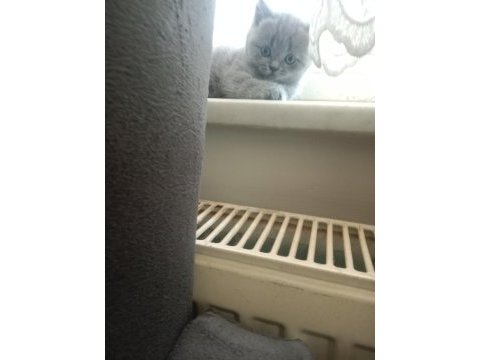 3 yavru scottish fold