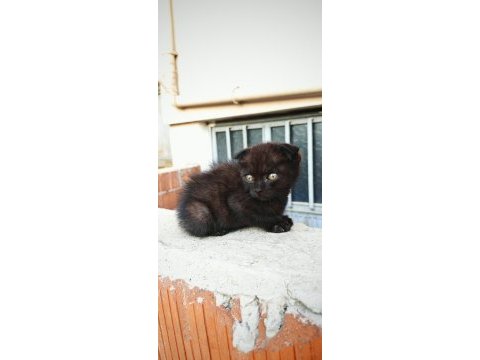 Black scottish fold