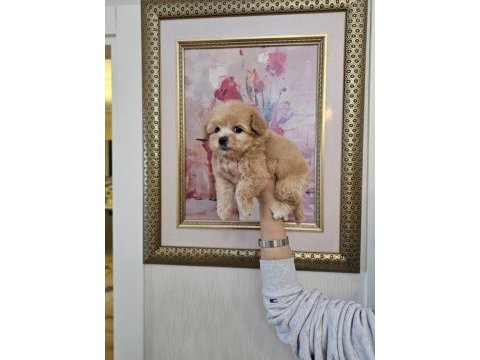 Maltipoo yavrularımın iddiasına bir bakın