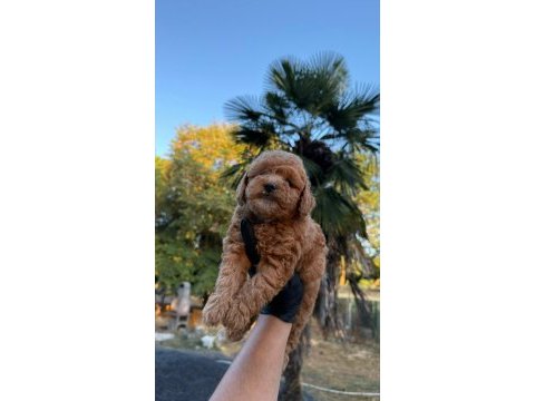 Show class kore maltipoo