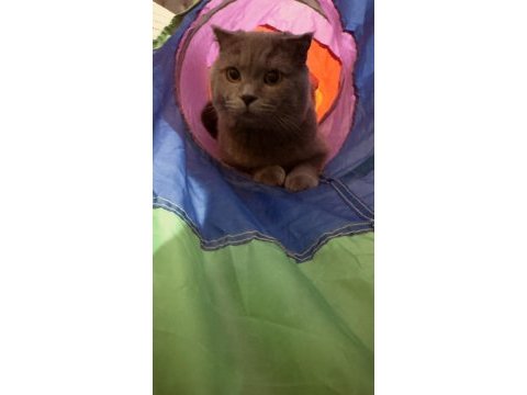 Scottish fold kedimi ücretsiz sahiplendirmek