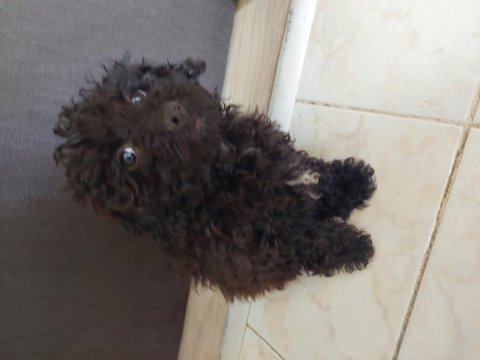 Toy poodle siyah 4 aylık dişi