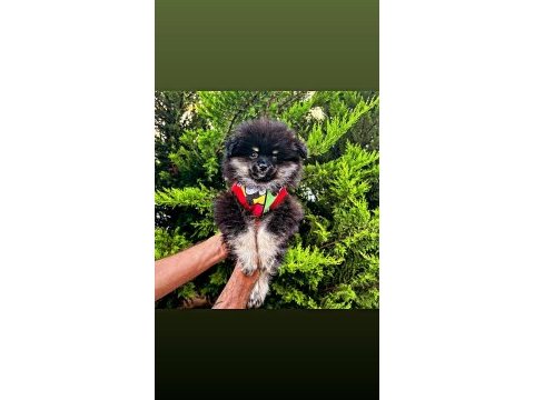 Varsa daha iyisi o da annesi pomeranian boo