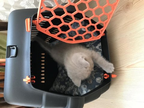 1.5 aylık british shorthair