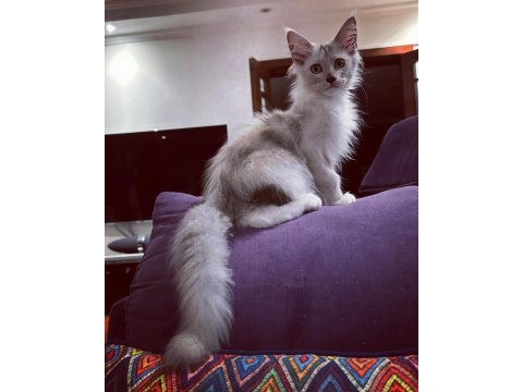 Safkan maine coon scr li