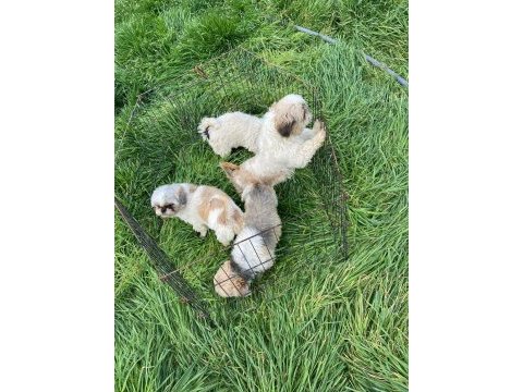 2 dişi ve 1 erkek takım shih tzu
