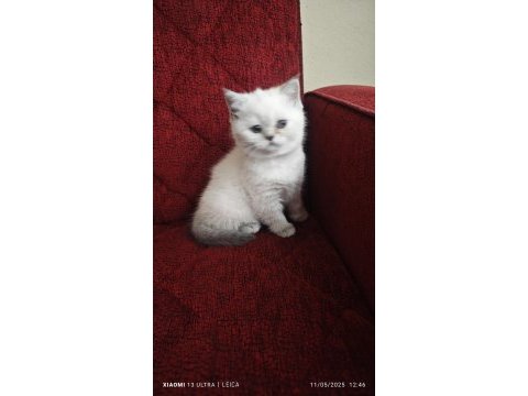 Mama karşılığı yavru scottish fold