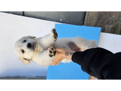 Golden retriever yavruları