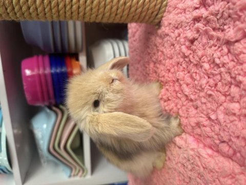 Renk renk hollanda ve teddy lop tavşan bebekler