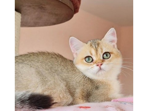 Golden a kalite british shorthair yavrular