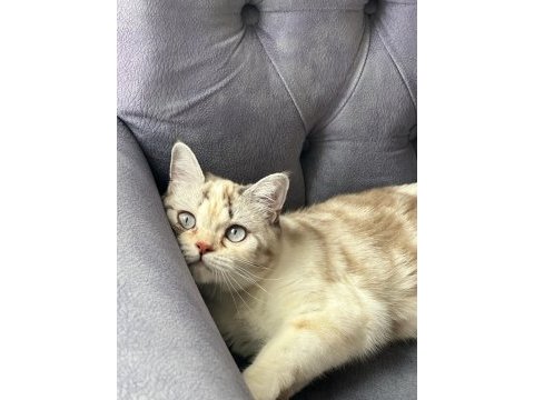 British exotic shorthair