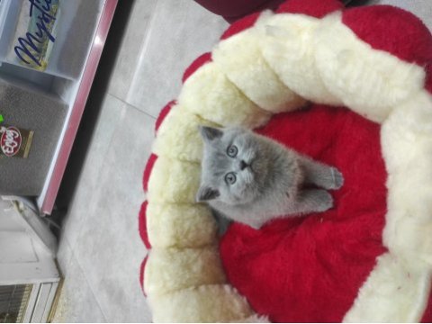 Kaliteli scottish fold yavrular