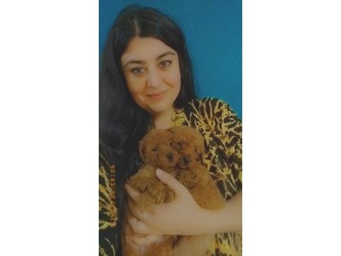Toy poodle yavruları