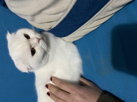 Akıllı ve cins kedimiz