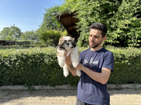 Shih tzu yavrularımız