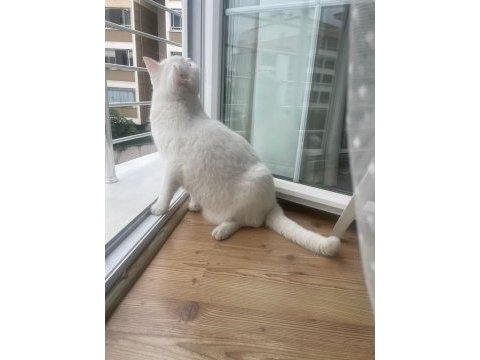 British shorthair erkek kısır