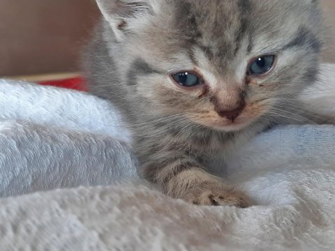 British shorthair yavru kedilerini 2 aylık