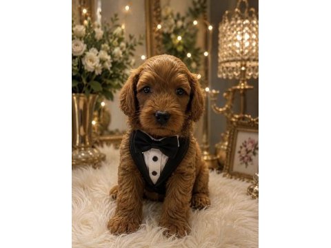 Toy poodle 70 günlük